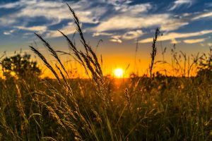 sun set over a field