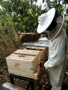 Bee conservation project Ribby Hall Village
